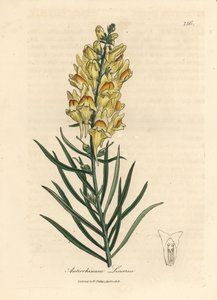 Sárga virágú snapdragon, Antirrhinum linaria