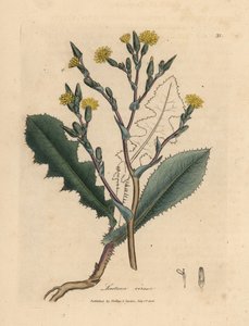 Sárga virágú vadsaláta, Lactuca virosa