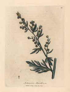 Sárga virágú üröm, Artemisia absinthium