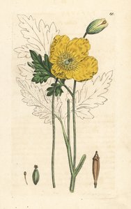 Sárga vagy walesi mák, Papaver cambricum (sárga mák). Kézzel színezett rézmetszet James Sowerby illusztrációja nyomán James Smith angol botanikájából, London alkotó: James Sowerby