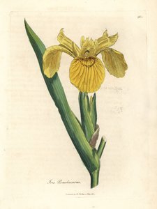 Sárga vízi zászló, Iris pseudacorus alkotó: James Sowerby