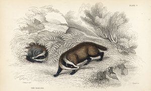 borz, Meles meles (Meles taxus). Lizars kézi színű acélmetszet James Stewart illusztrációja nyomán William Jardine Naturalist