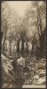 Mise - Olive Grove alkotó: James W. Holcombe