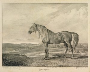 Koppenhága, a „Celebrated Horses” című sorozatból, a művész által kiadott tizennégy versenynyomatból, 1823-24 alkotó: James Ward