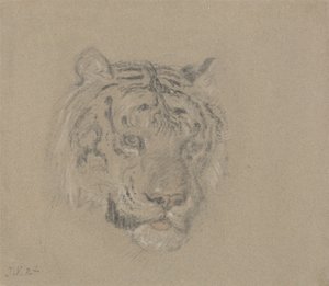 Egy tigris feje alkotó: James Ward