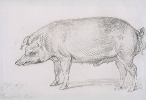 Hereford Boar, 1803-2004 körül (ceruza papíron) alkotó: James Ward