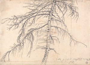vörösfenyő alkotó: James Ward