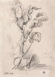 Növénytanulmány alkotó: James Ward