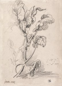 Növényi tanulmány alkotó: James Ward