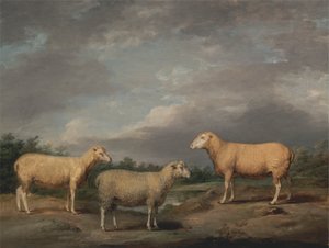 Ryelands Sheep, a király kosa, a király anyajuhja és Lord Somerville Wether alkotó: James Ward