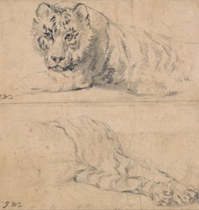 Tigris tanulmányok; fent: fej és vállak; lent: hátsó negyedek alkotó: James Ward