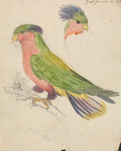 Egy kakadu