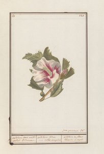 Hibiszkusz (Hibiscus syriacus) Althea fehér virágokkal. / althea flore - fehér egyszerűen. / althea egy egyszerű fehér virág (cím a tárgyon)