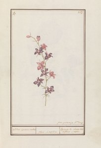 Larkspur (Consolida) lovag sarkantyú bokája. / virág egyszerű. / Esperon de chevalier afluer simple. (cím a tárgyon)