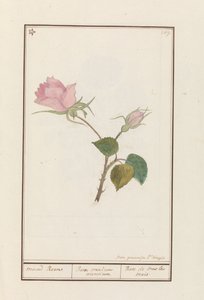 Roos (Rosa) maend Roose / Minden hónap rózsája / Rose de tous les mois (cím a tárgyon)