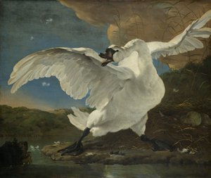 A fenyegetett hattyú, 1650 körül