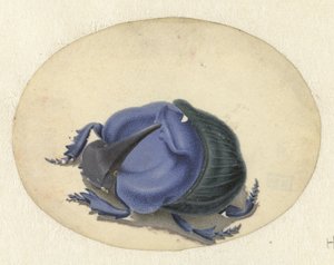 kék bogár Állatok (sorozat címe) alkotó: Jan Augustin van der Goes