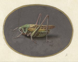 Szöcske Állatok (sorozat címe) alkotó: Jan Augustin van der Goes
