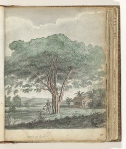 Boom op Ceylon alkotó: Jan Brandes