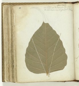 Boomblad Sint-Helena alkotó: Jan Brandes