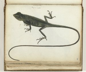 Boomhagedis alkotó: Jan Brandes