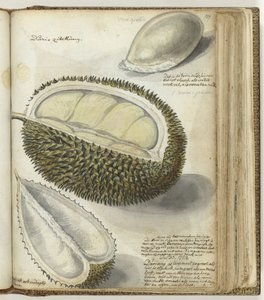 Durian alkotó: Jan Brandes