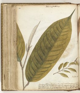 Durianblad alkotó: Jan Brandes