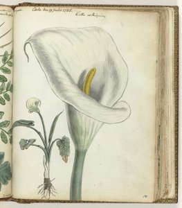 Cape Arron pod alkotó: Jan Brandes