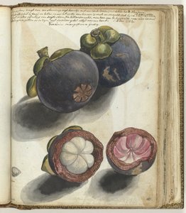 Mangosztán