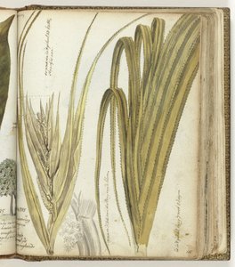 Poedak, nasturtium virág alkotó: Jan Brandes