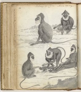 Rolleway op Ceylon alkotó: Jan Brandes