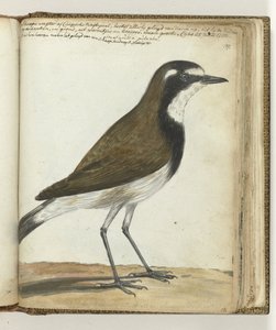 Sheep Bird vagy Cape Nightingale alkotó: Jan Brandes