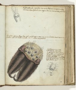 pókfejek alkotó: Jan Brandes