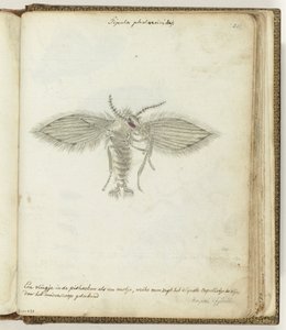 légy alkotó: Jan Brandes