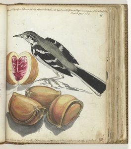 Wagtail gyümölcsökkel alkotó: Jan Brandes