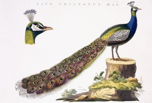 Páva, 1809-1829 körül