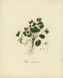Édes ibolya vagy angol ibolya, Viola odorata