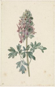Virágzó Corydalis bulbosa alkotó: Jan Jacob Goteling Vinnis