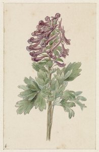 Virágzó Corydalis bulbosa alkotó: Jan Jacob Goteling Vinnis