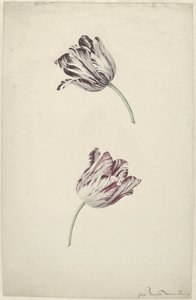 Két piros-fehér tulipán alkotó: Jan Jansz. van der Vinne