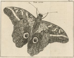Surinamei óriáslepke XVIII alkotó: Jan Luyken