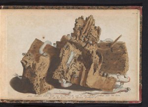 A cölöpmunka hajóférgek által érintett részei, 1731 Három darab tölgyfa a Paalwerk aan de Zee-Dykenből, a wurmen által áttört élet után rajzolva (cím a tárgyon) alkotó: Jan Ruyter