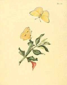 Phoebus senna (mint syn. Papilio hyperici) alkotó: Jan Sepp