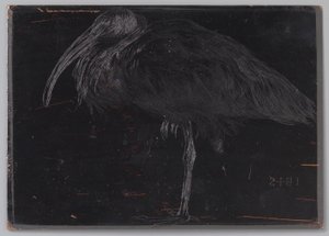 Ibis (eredeti cím a tárgyon) alkotó: Jan Veth