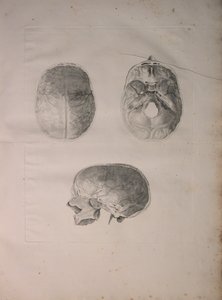 Albinus II, Pl. III, Koponyacsont, illusztráció a „Tables of human bones”-ból, Bernhard Siegfried Albinus (1697-1770), kiadó: J.undH. Verbeek, bibliop. 1753, Leiden, 1753 alkotó: Jan Wandelaar