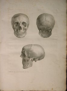 Albinus II, Pl. I, illusztráció Bernhard Siegfried Albinus (1697-1770) "Tabulae ossium humanorum" című művéből, 1729, kiadta: J.undH. Verbeek, bibliop. 1753, Leiden alkotó: Jan Wandelaar