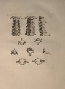 Albinus II, Pl. X: Nyakcsigolya, illusztráció az „Emberi csontok táblázataiból”, Bernhard Siegfried Albinus (1697-1770), kiadó: J.undH. Verbeek, bibliop. 1753, Leiden, 1729-1753 alkotó: Jan Wandelaar
