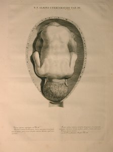 Albinus, Uterus, Pl. III, illusztráció az „Emberi csontok táblázataiból”, Bernhard Siegfried Albinus (1697-1770), kiadó: J.undH. Verbeek, bibliop., Leiden, 1748 alkotó: Jan Wandelaar