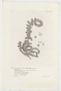 Anthospermum aethiopicum Anthospermum hím. Kert. Szikla. 455 sp. 1 (cím az objektumon) alkotó: Jan Wandelaar