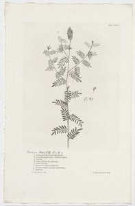 Dalea alopecuroides Dalea. Hort. Szikla. 363. sp. 1 (cím az objektumon) alkotó: Jan Wandelaar
